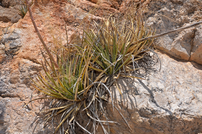Schott's Century Plant blooms from May to July in elevations from 4,000 to 7,000 feet. Habitat preferences are gravelly to rocky areas on exposed mountainsides and plant associations including desert scrub, grasslands, pinyon-juniper and oak woodland communities. Agave schottii
